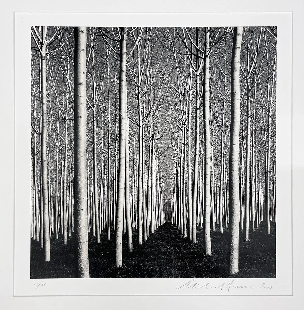 2_14081_Kenna_Spring Poplar Trees.jpg