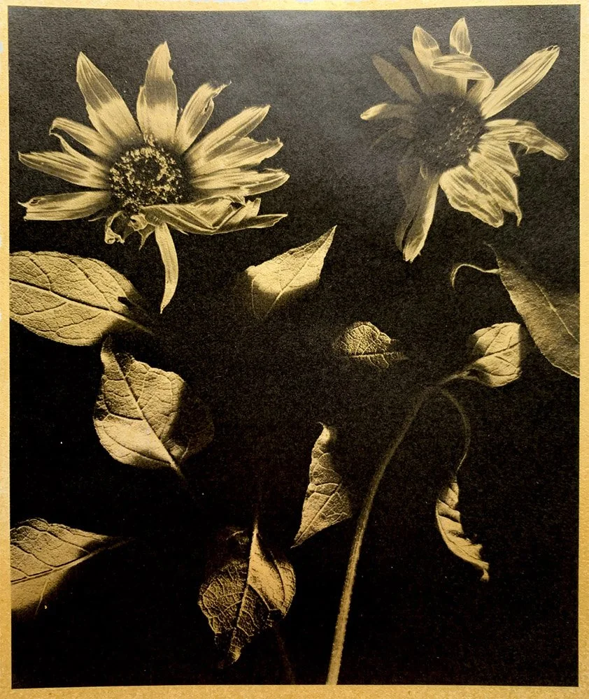 Palmer_Gloriosa Daisy_LR.jpg