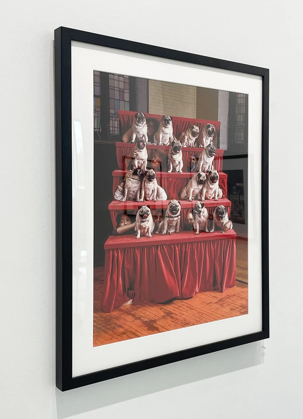 8_14243_Slavin_Pugs.jpg
