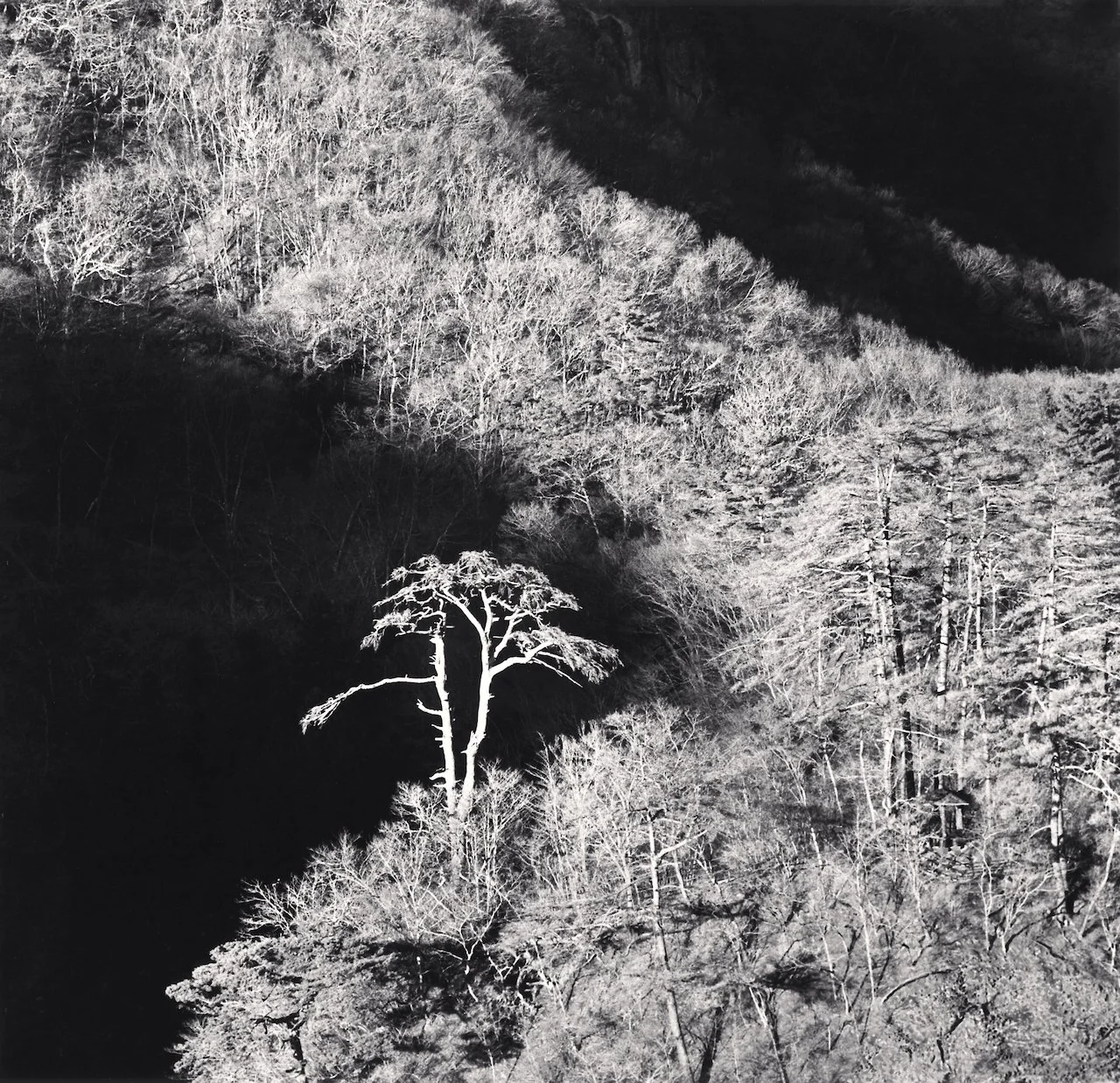 Michael Kenna: Red Pine and Forest, Gunma, Honshu, Japan. 2024