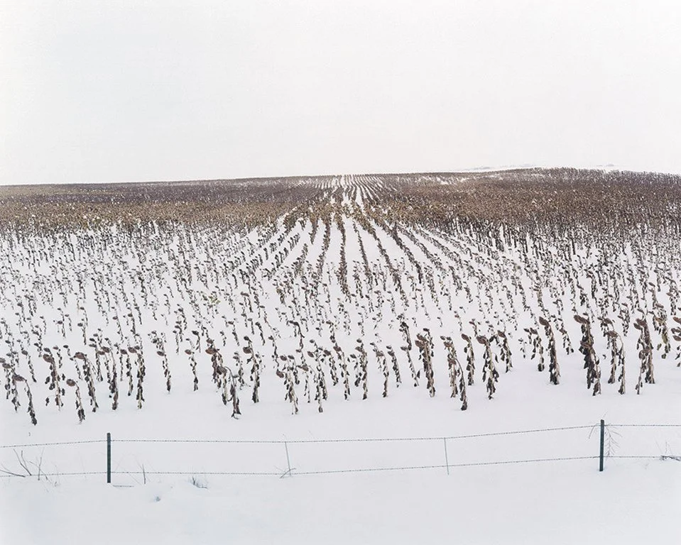 Brown_Sunflowers in Snow_ Bennett_Colorado_PDNBGallery_LR.jpg