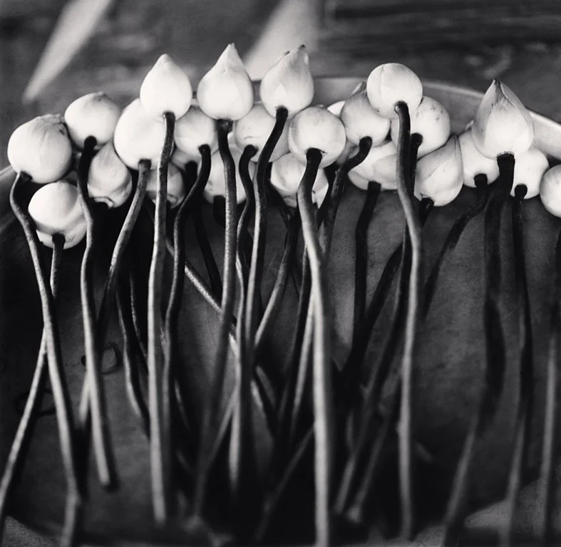 Michael Kenna: Temple Lotus Flowers, Ayutthaya, Thailand, 2019