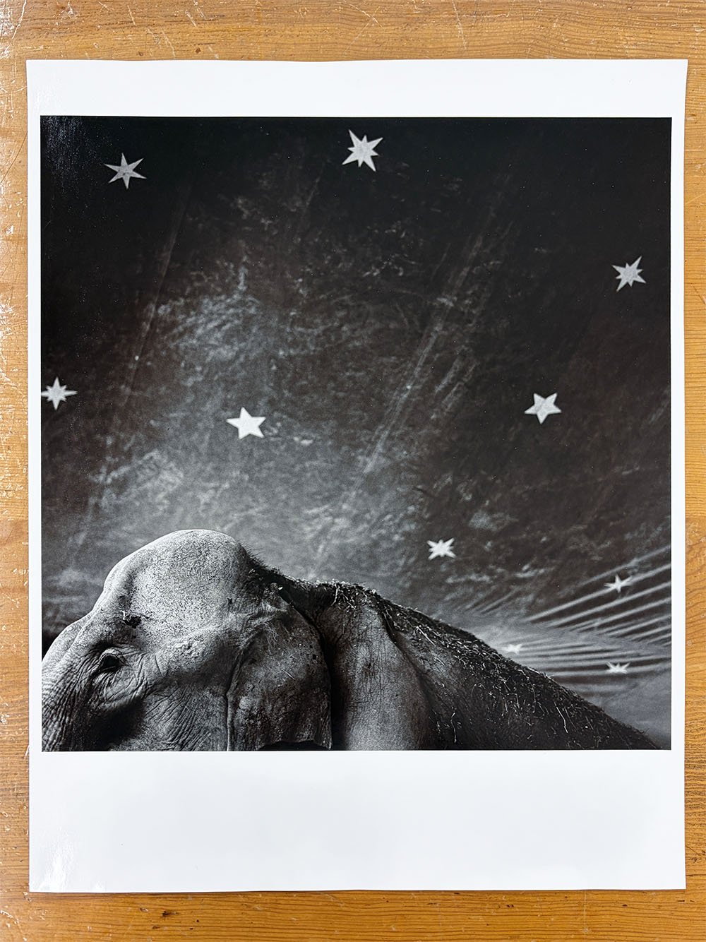 10_9535_Carter_Elephant & Stars.jpg