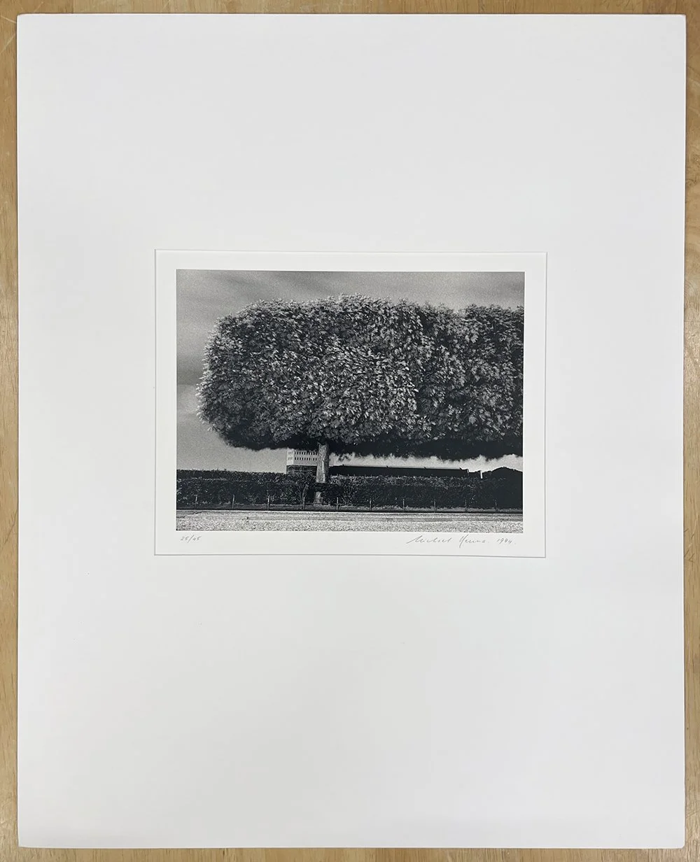 1_12011_Kenna_Windy Trees.jpg