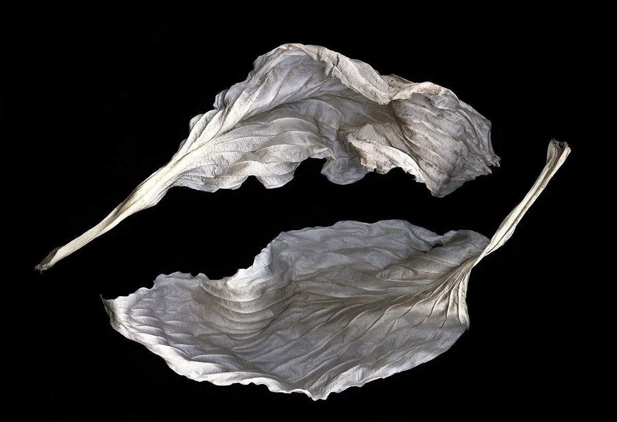 Janis Helfey: Silver Leaves, 2013