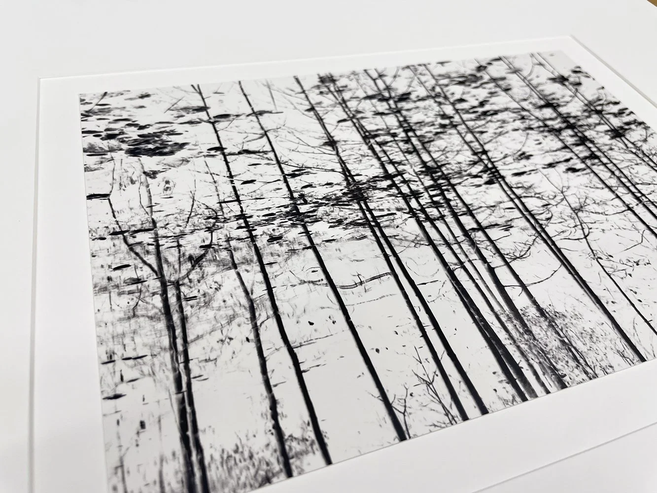 4_14088_Kenna_Trees Yosemite.jpg