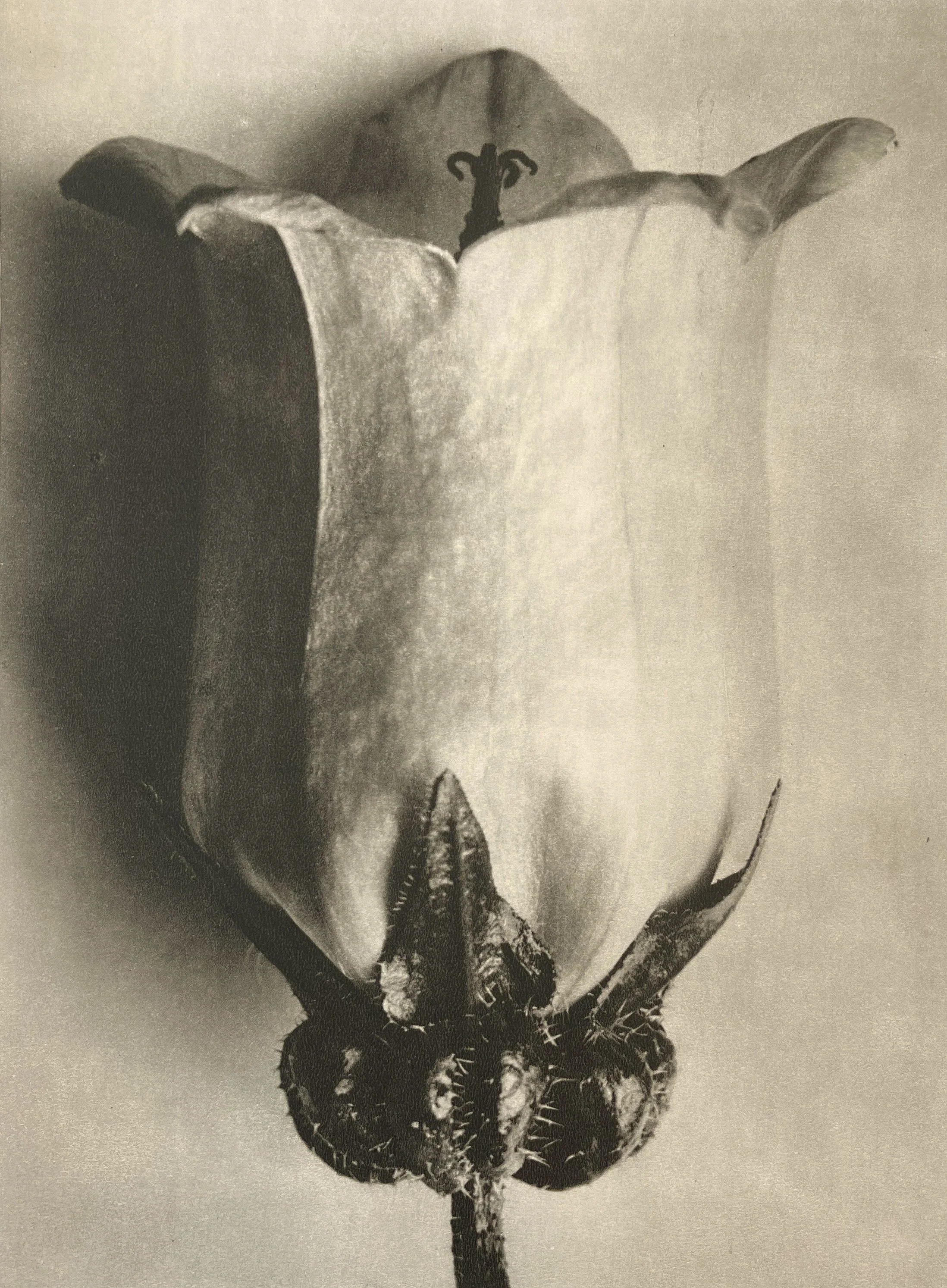 19_13703_KARL_BLOSSFELDT_53.jpg