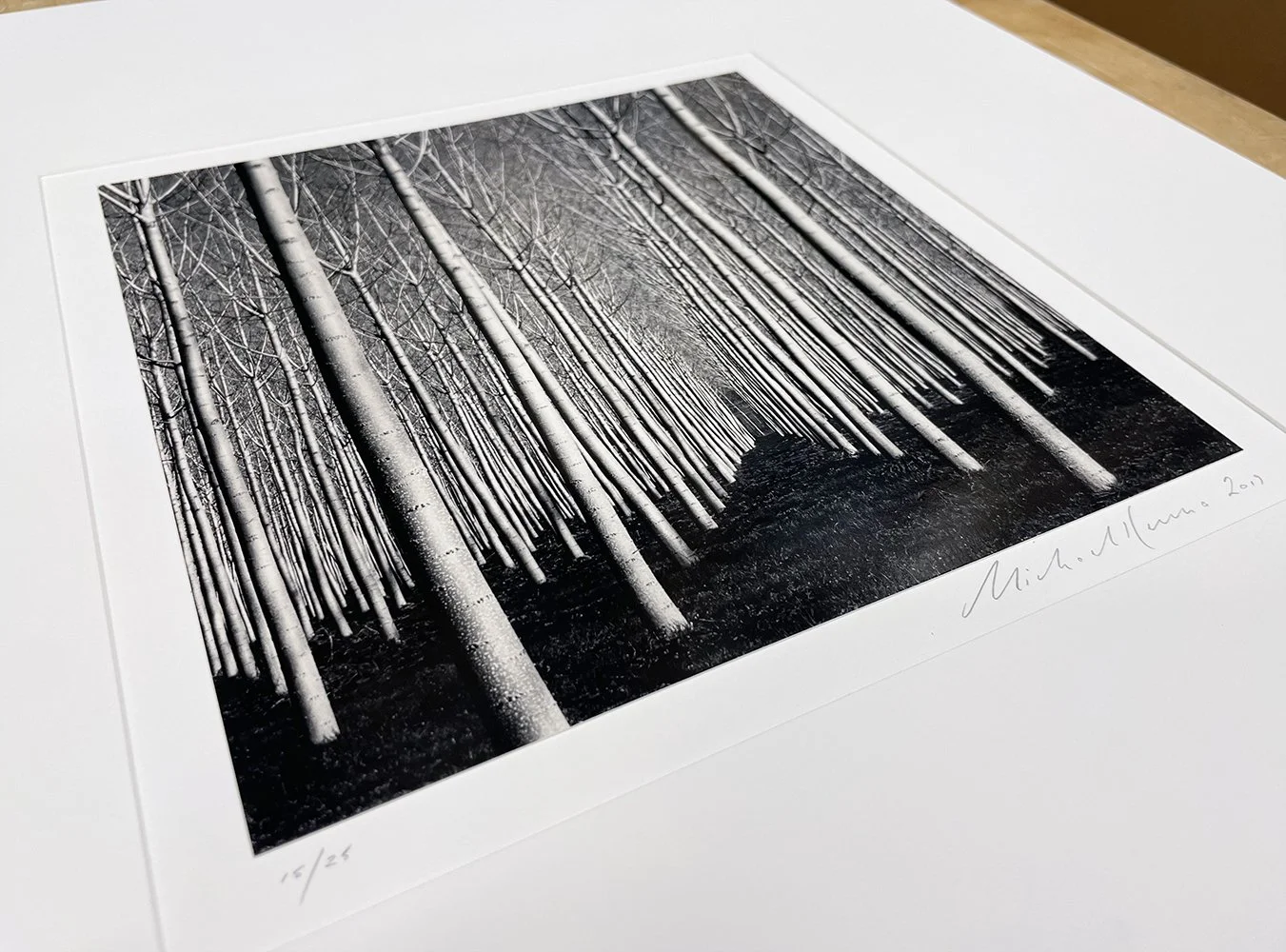 4_14081_Kenna_Spring Poplar Trees.jpg