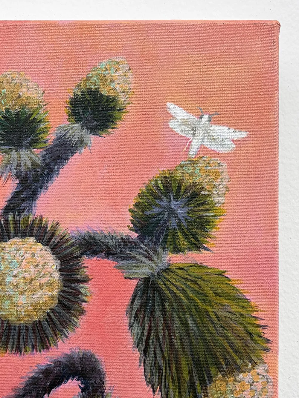 6_14423_Pawlowicz_Joshua Tree Flowers and Yucca Moths.jpg