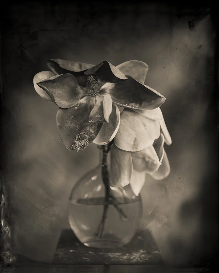 Keith Carter, Magnolia, 2014