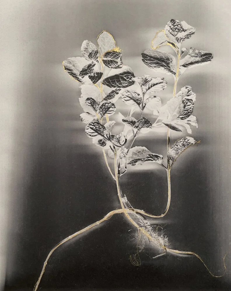 Marcy Palmer: Mentha, 2025