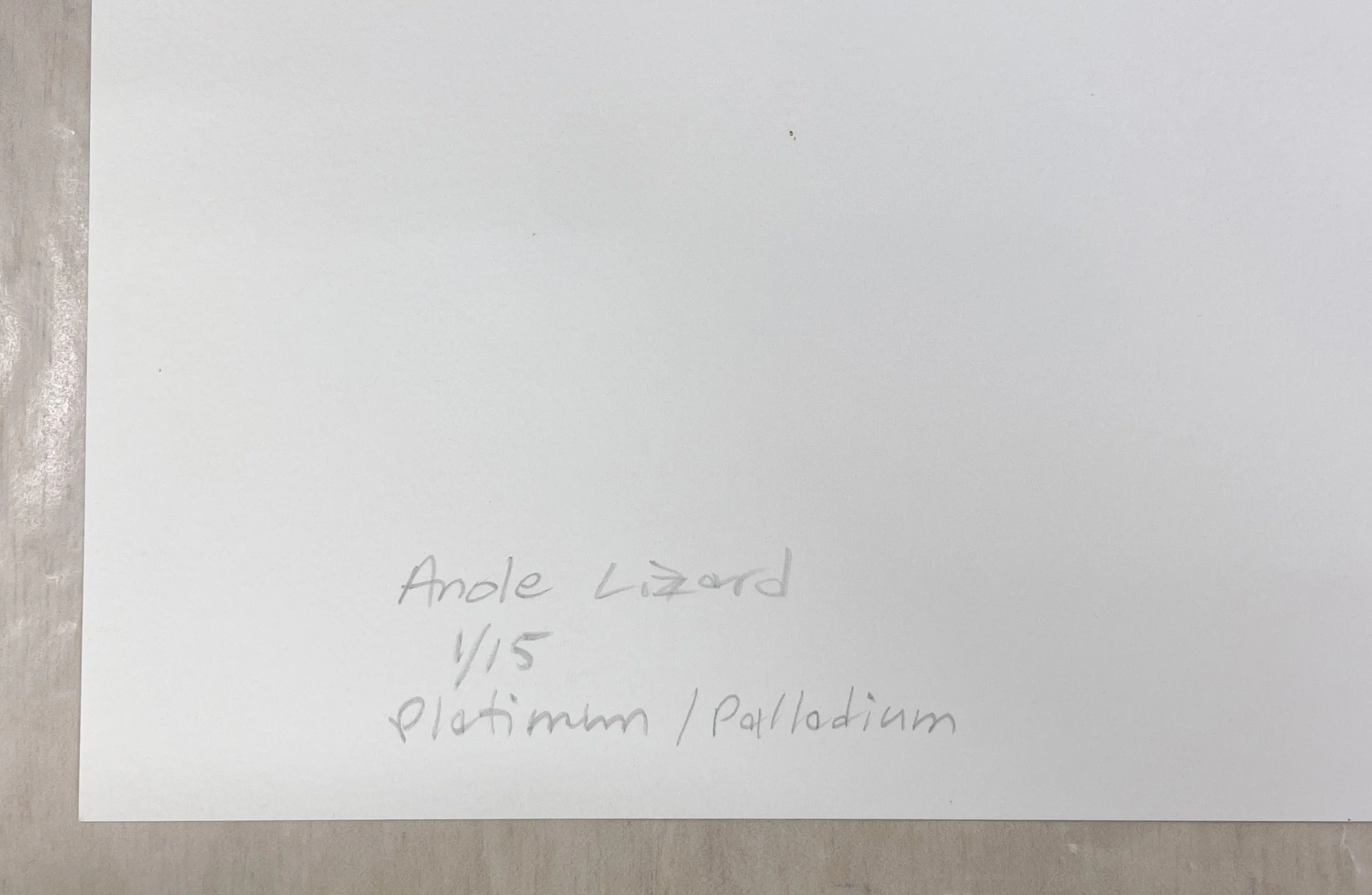 5_10070_Johndrow_Anole Lizard.jpg