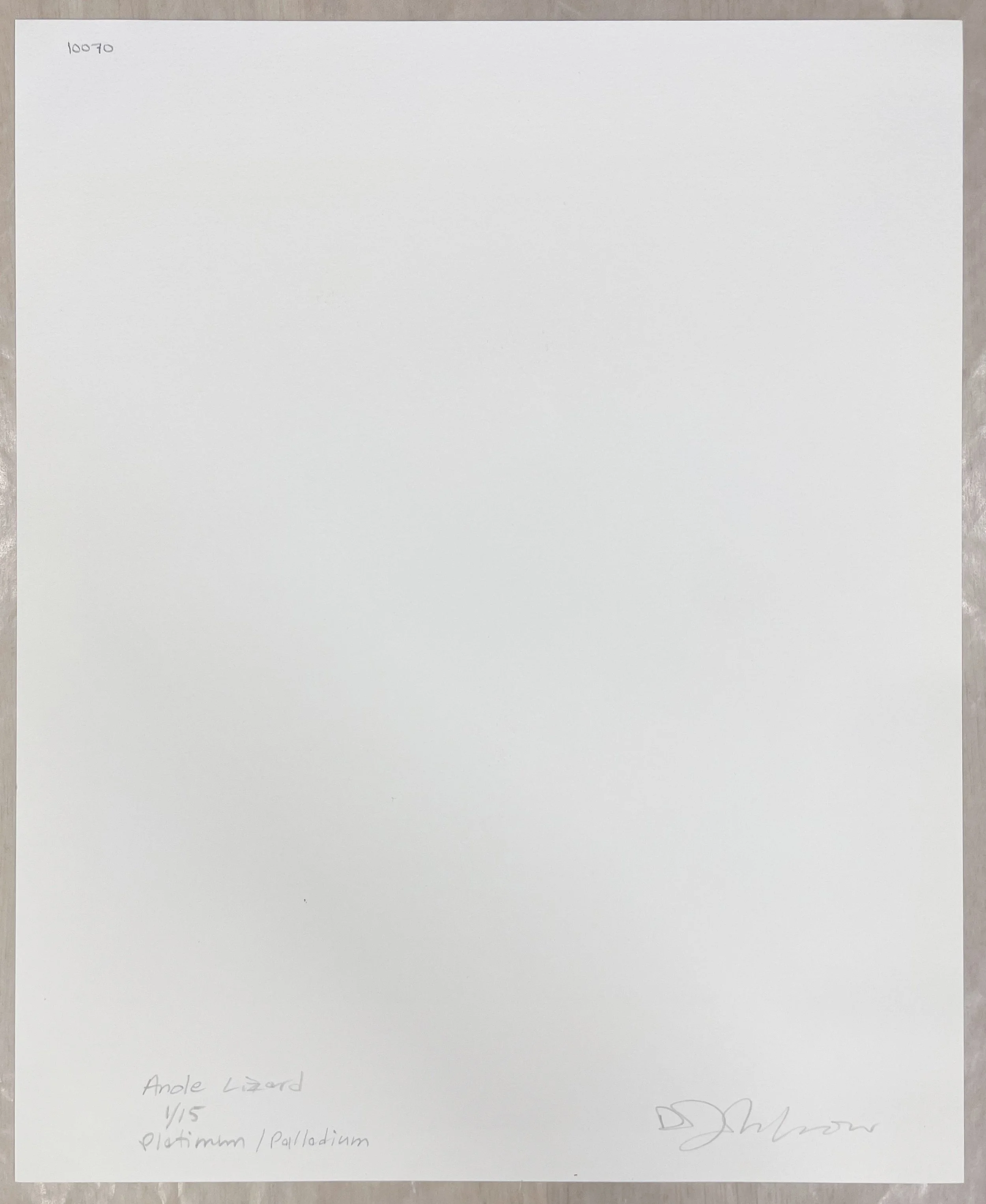 4_10070_Johndrow_Anole Lizard.jpg