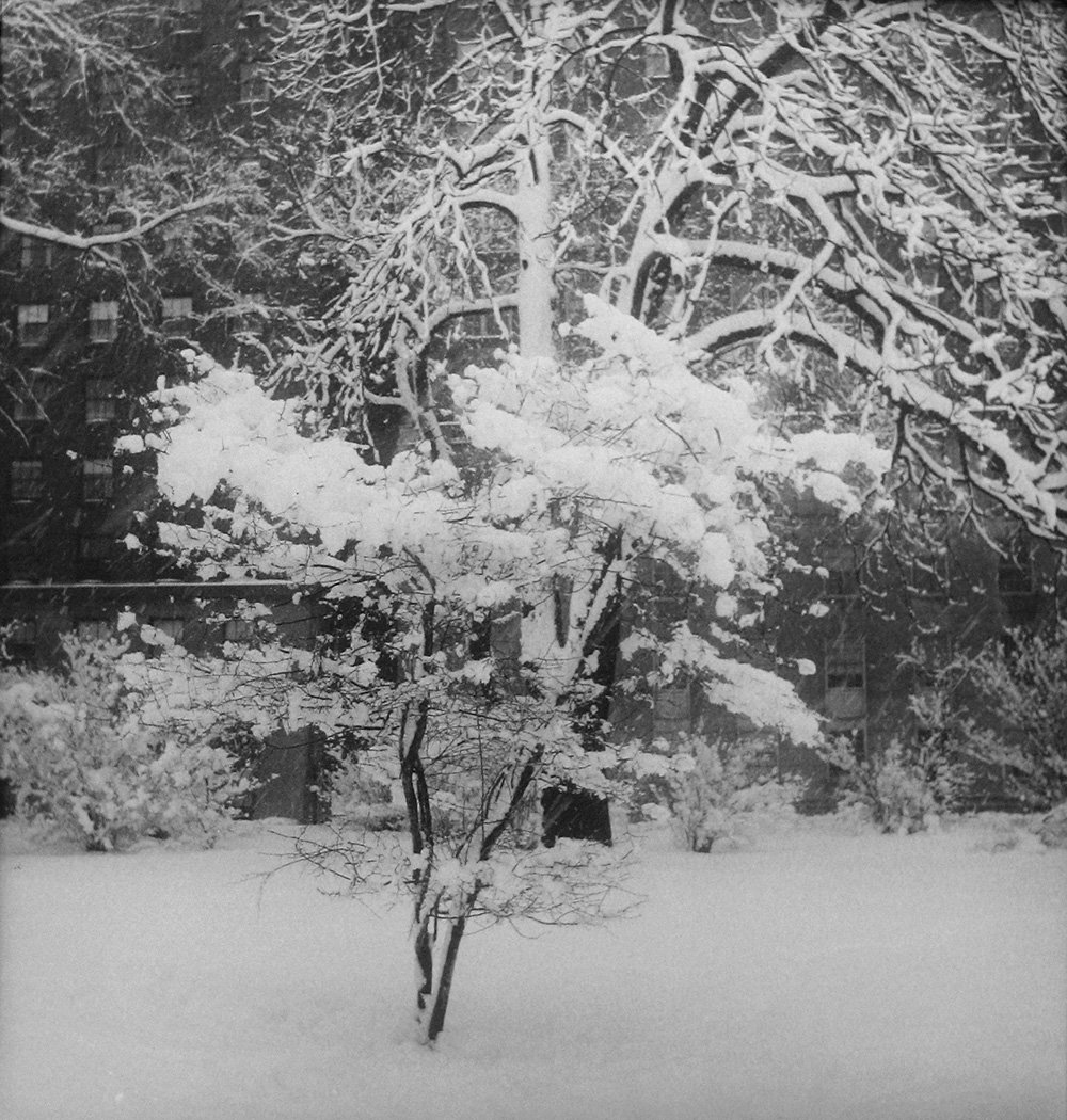 7431CentralPark.Highres copy.jpg