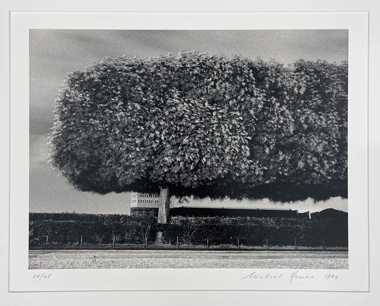 2_12011_Kenna_Windy Trees.jpg