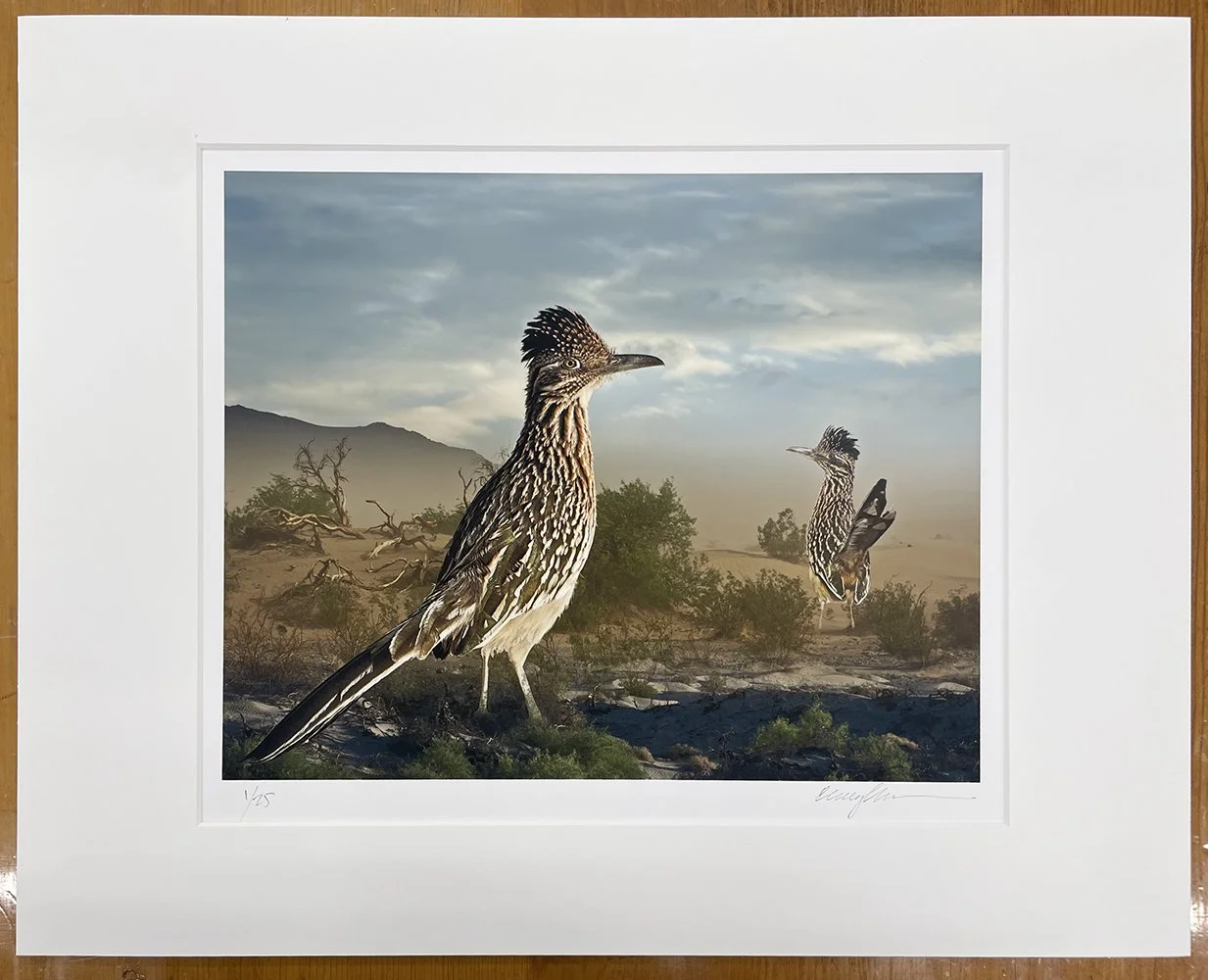 1_14366_Medow_Greater Roadrunners.jpg