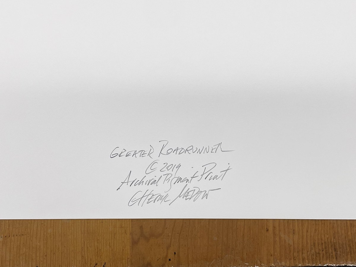 7_14366_Medow_Greater Roadrunners copy.jpg