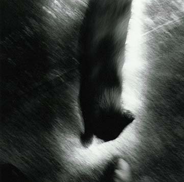 3_Janna Fulbright_Cat_LR.jpeg