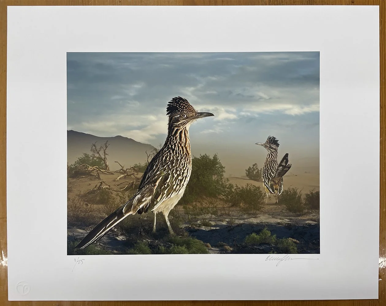 2_14366_Medow_Greater Roadrunners.jpg