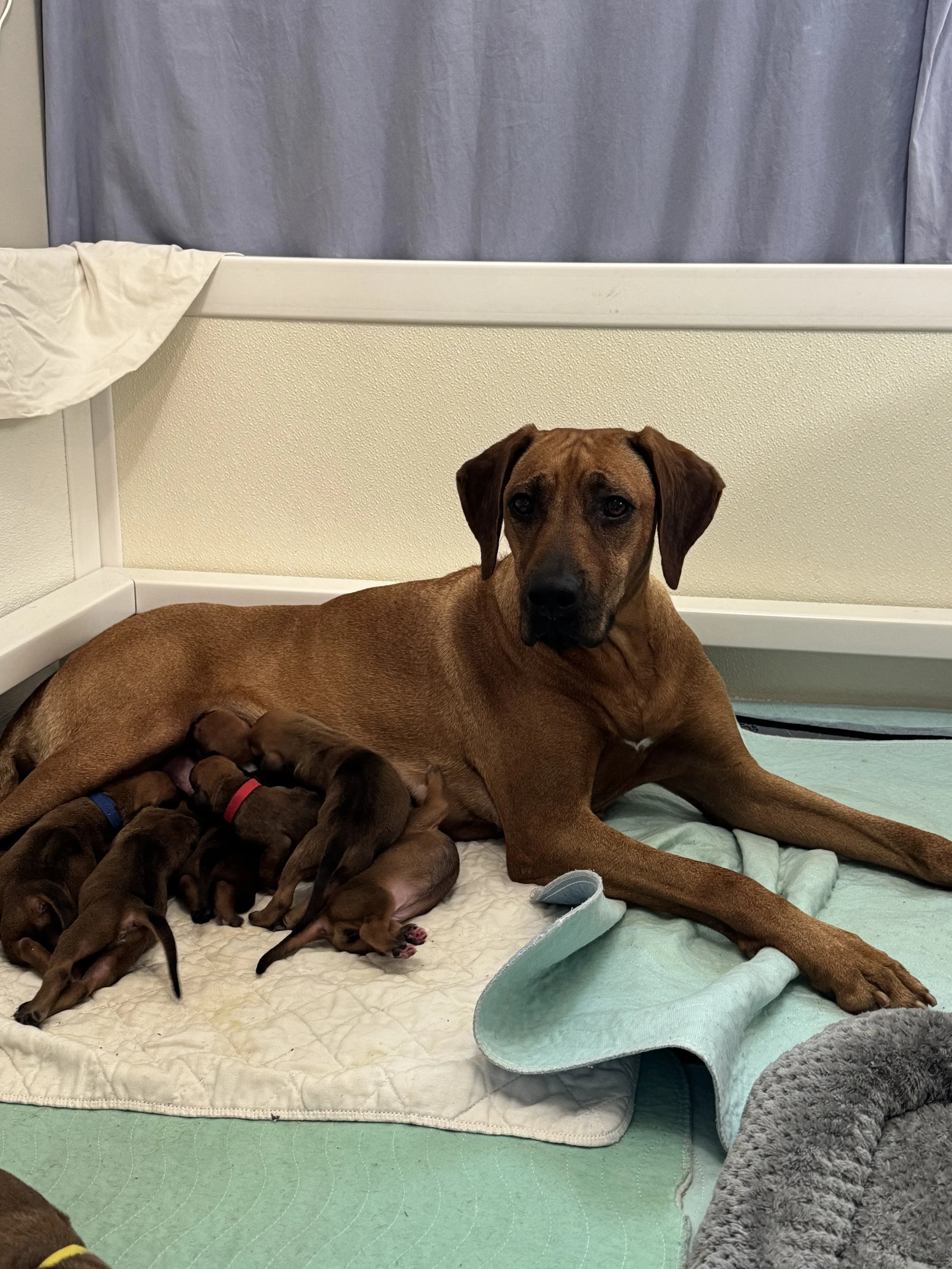 Sammie-pups-j.jpg