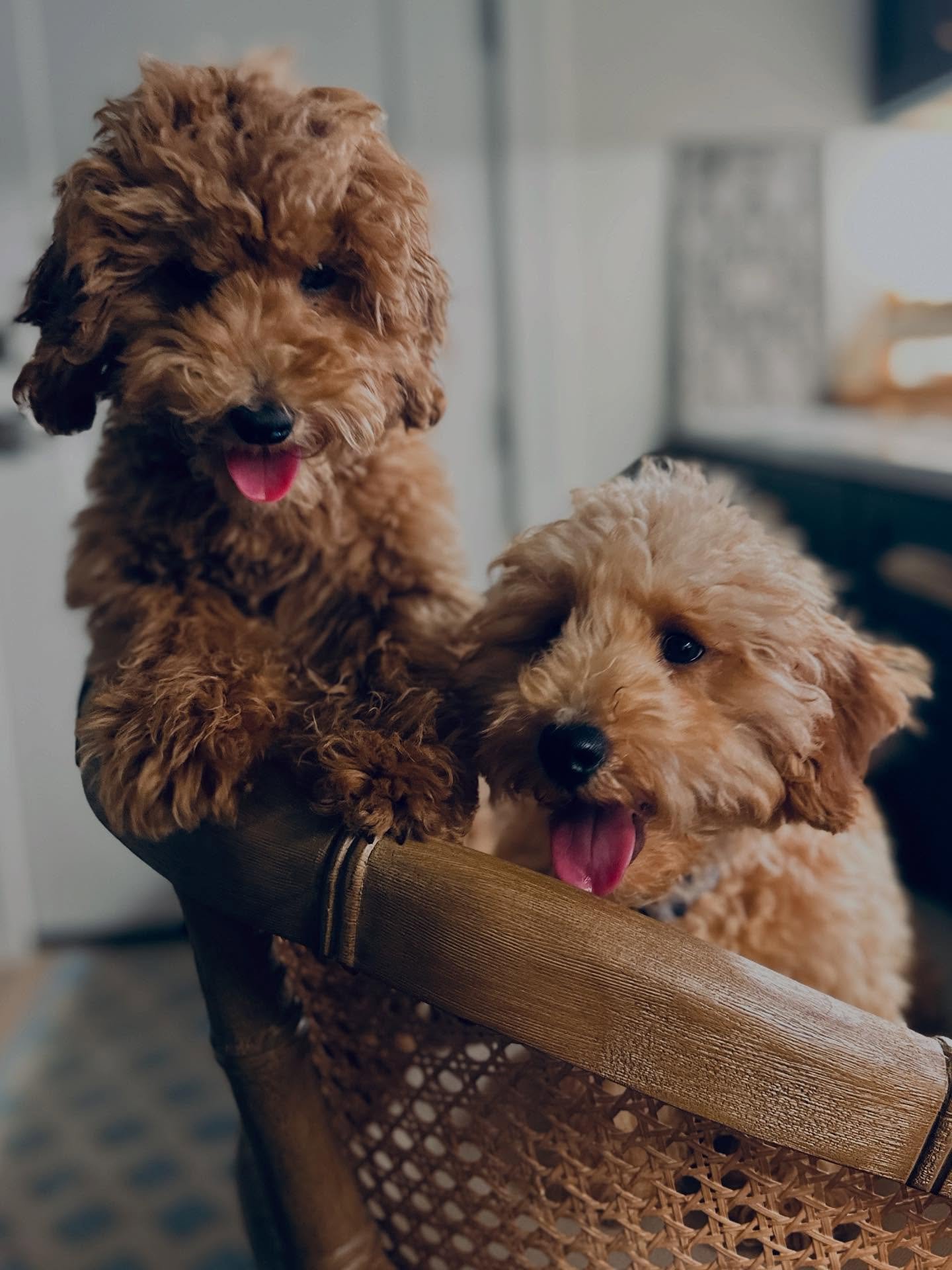 Got to meet two of the newest family members at a recently completed project today! They decided this desk area is pawfect 🐾 😆

Just wish I had the time to stay and join them for a sunset 🌅 walk!