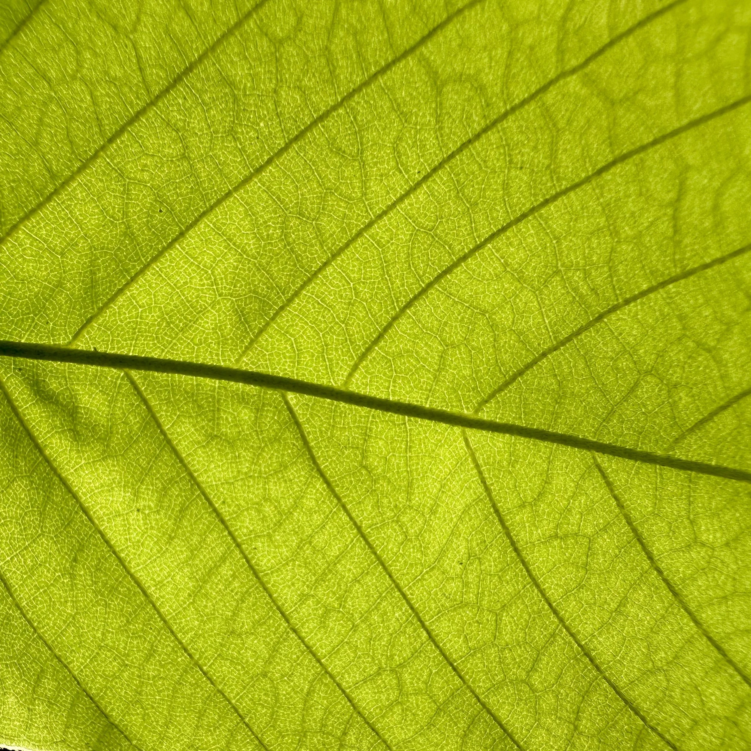 Constipation Relief: Back to Basics