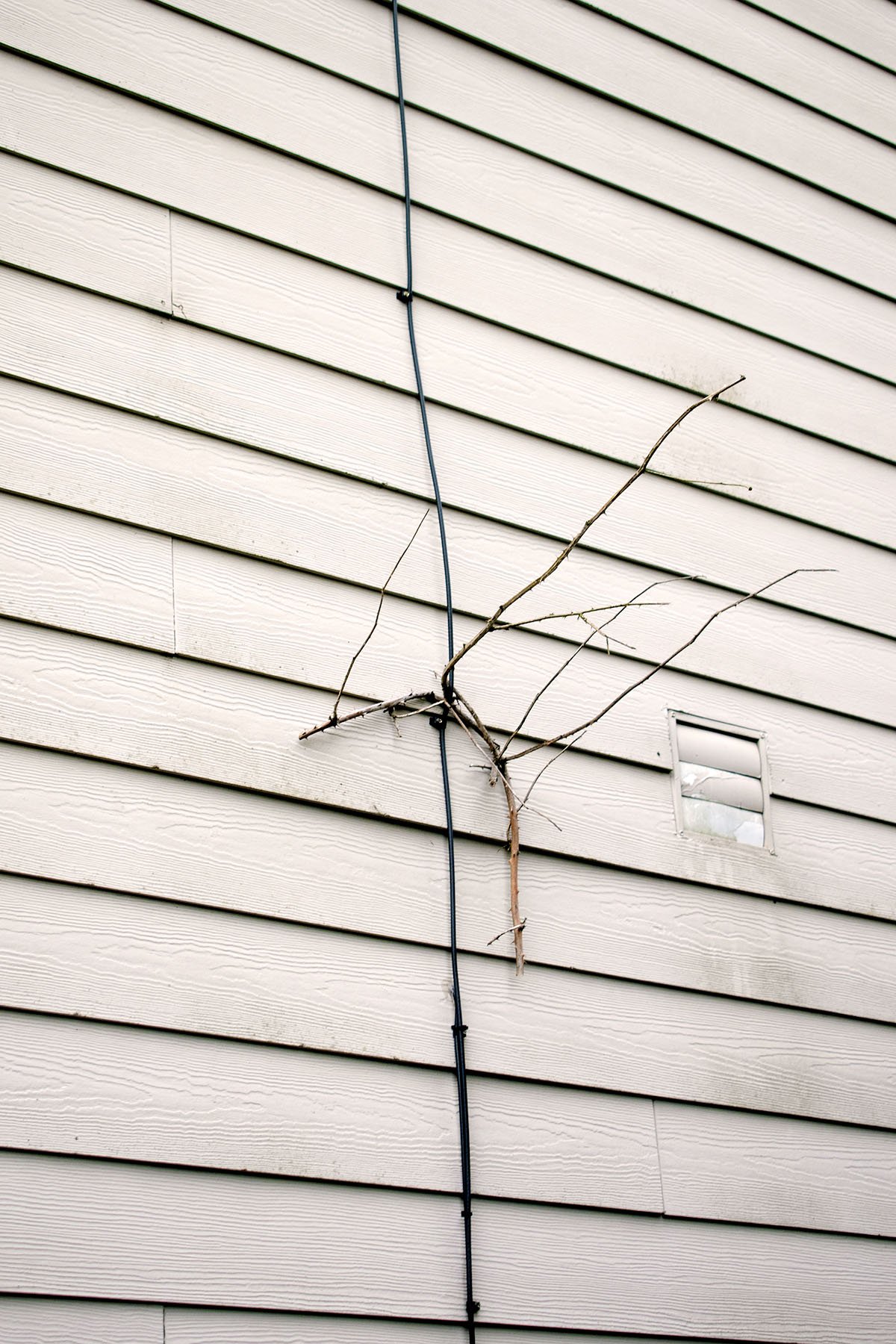 wirebranch.jpg