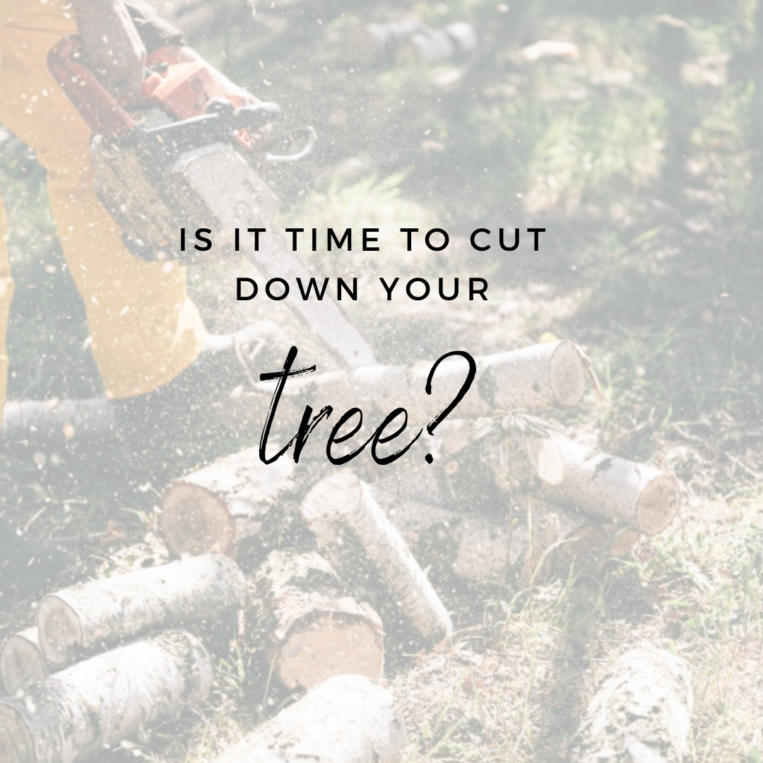 Is It Time to Cut Down Your Tree?