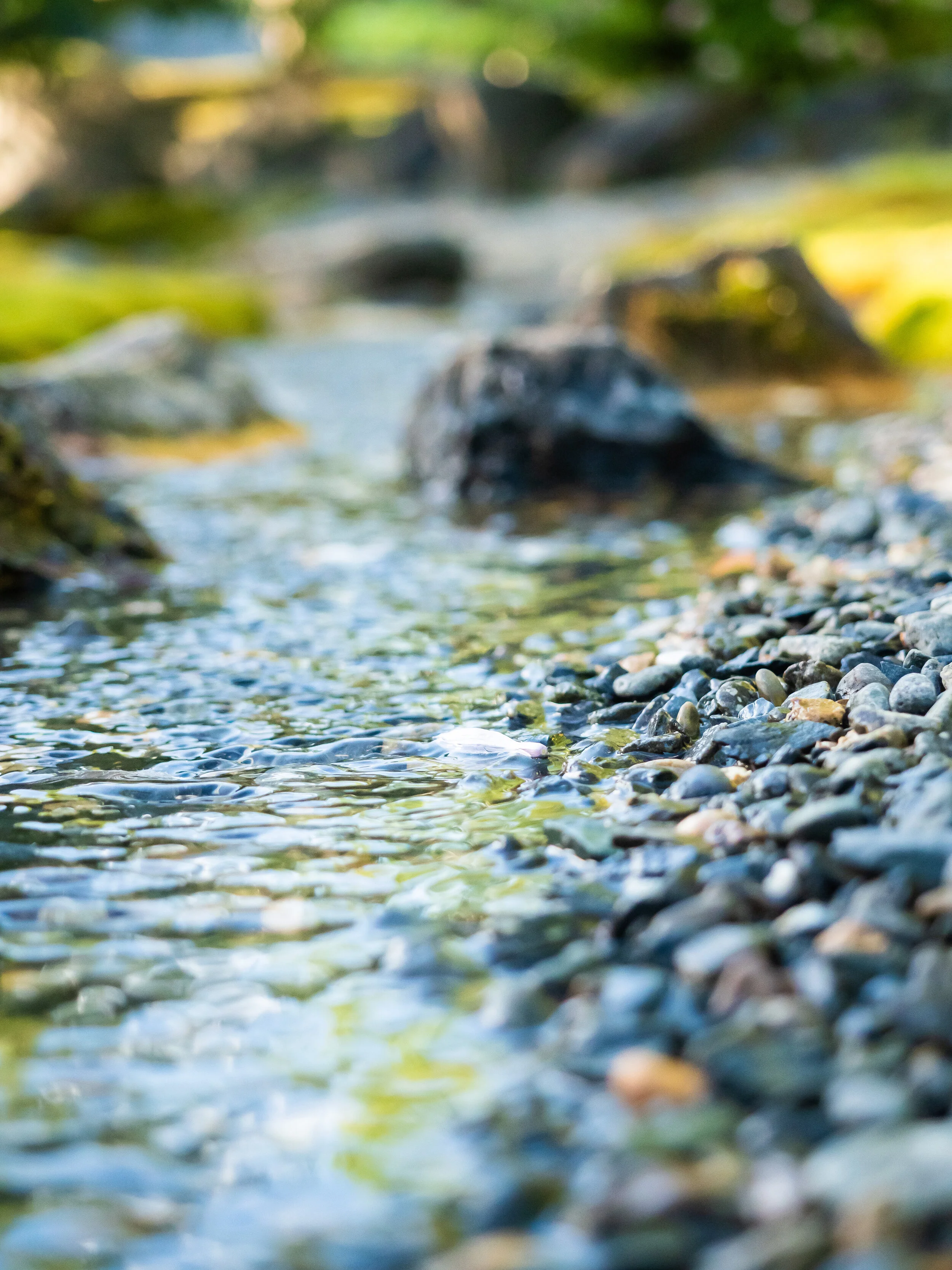 When you first walk into the garden and follow the signs one of the first little bridges you cross has this little creek running underneath it. To get this shot I got the camera real low to the water.ISO 2000 / 1/1600 sec f/2.8