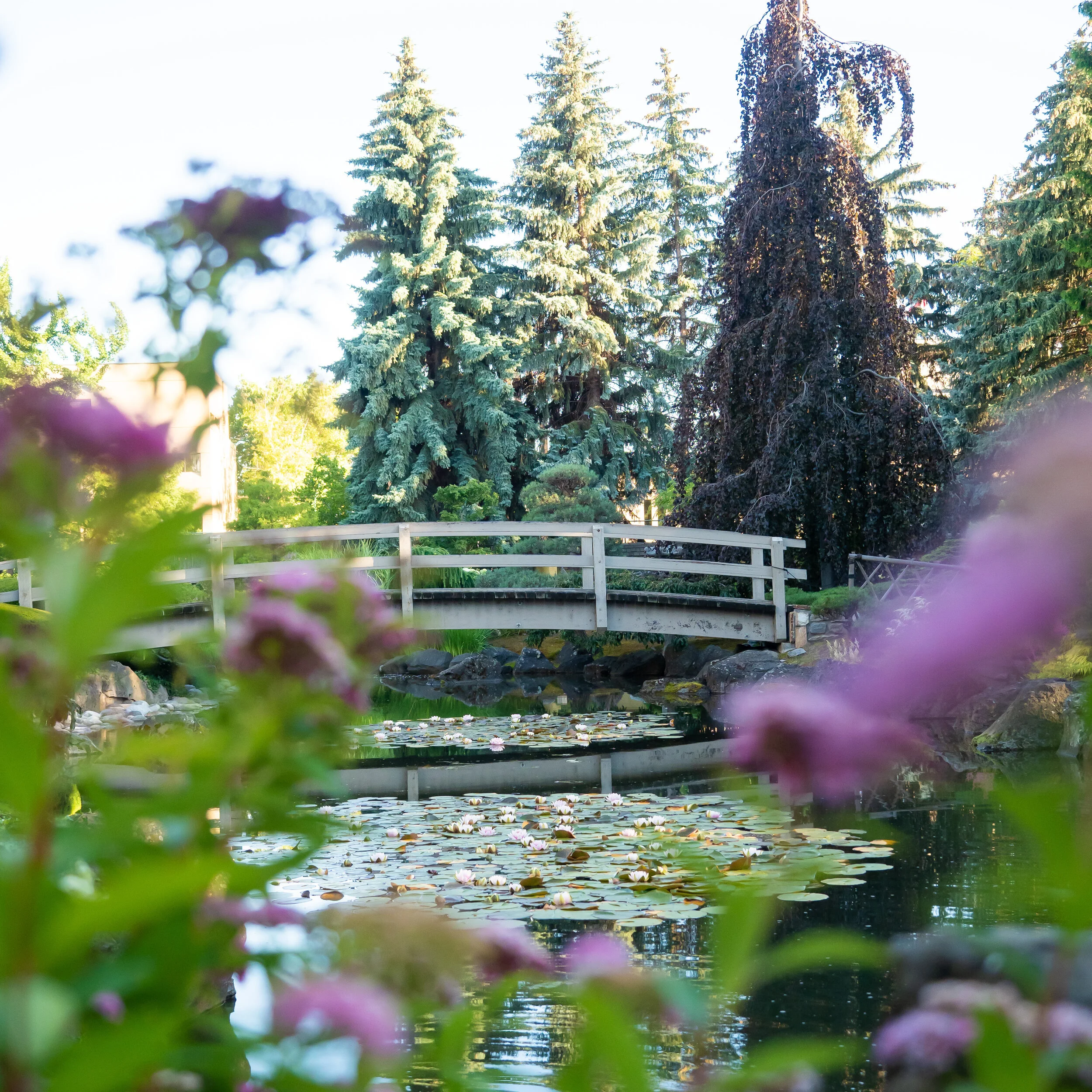 The largest bridge in the garden is found in the center and overlooks the Koi Pond. On the left side of the bridge you have the gazebo that also overlooks the Koi Pond and on the right the waterfall. ISO 640 / 1/800 sec / f/2.8