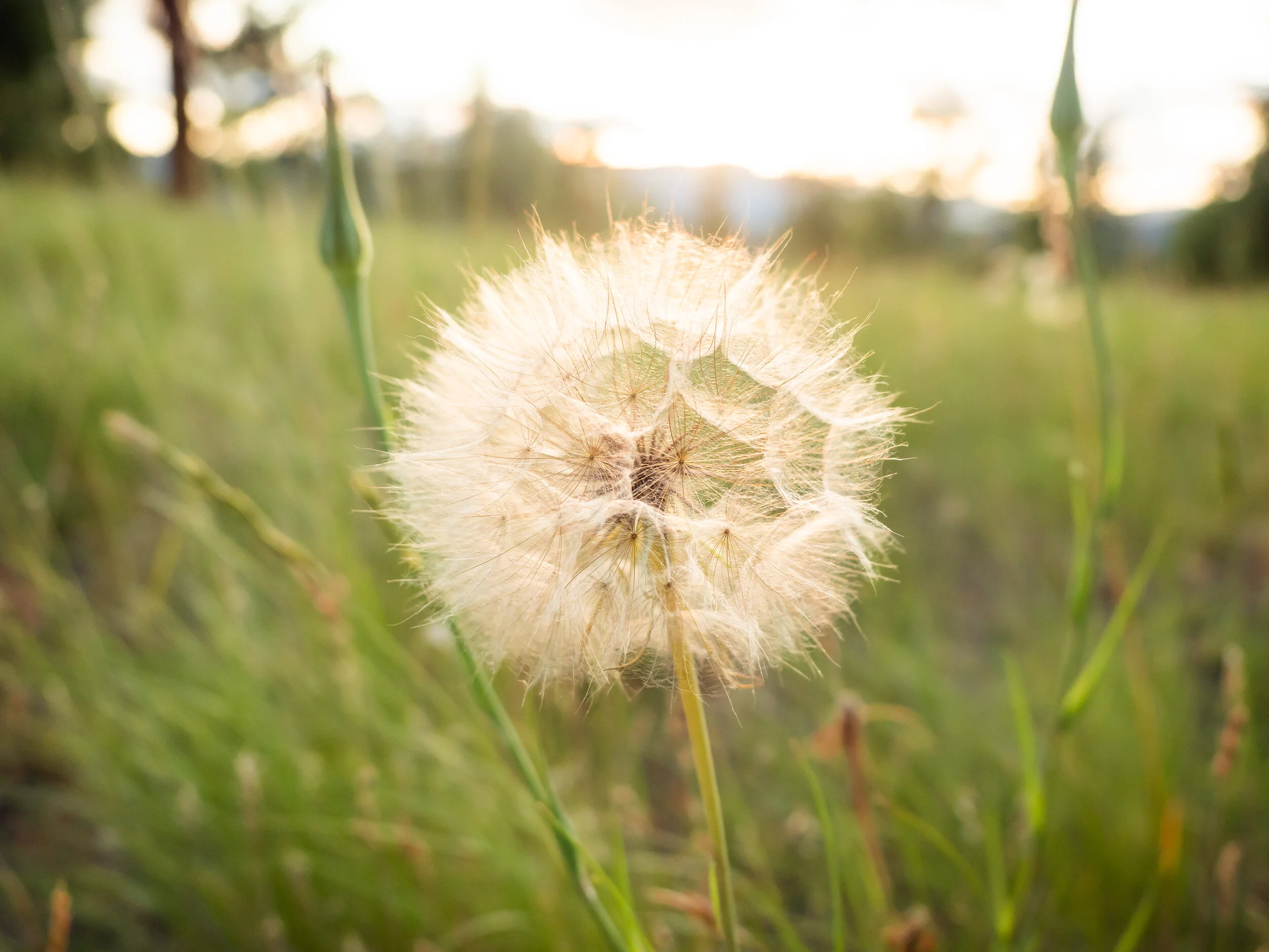 dilworth mountain park-01.jpg