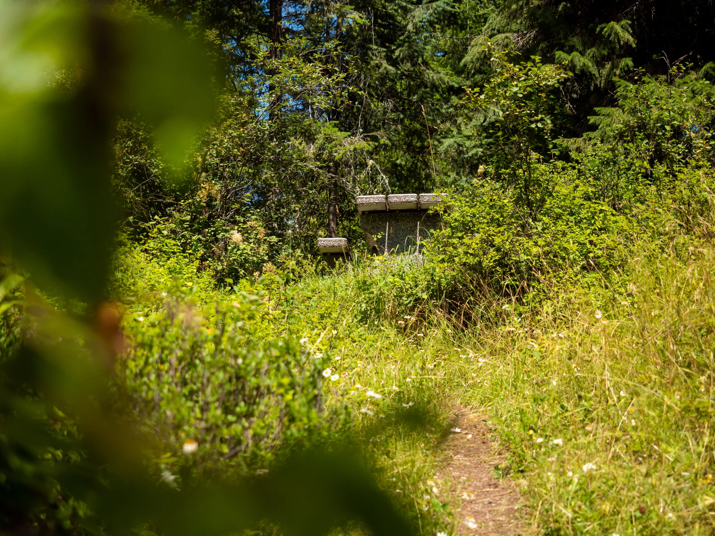 Shot through some leaves from a tree with the picnic table as the focus point.