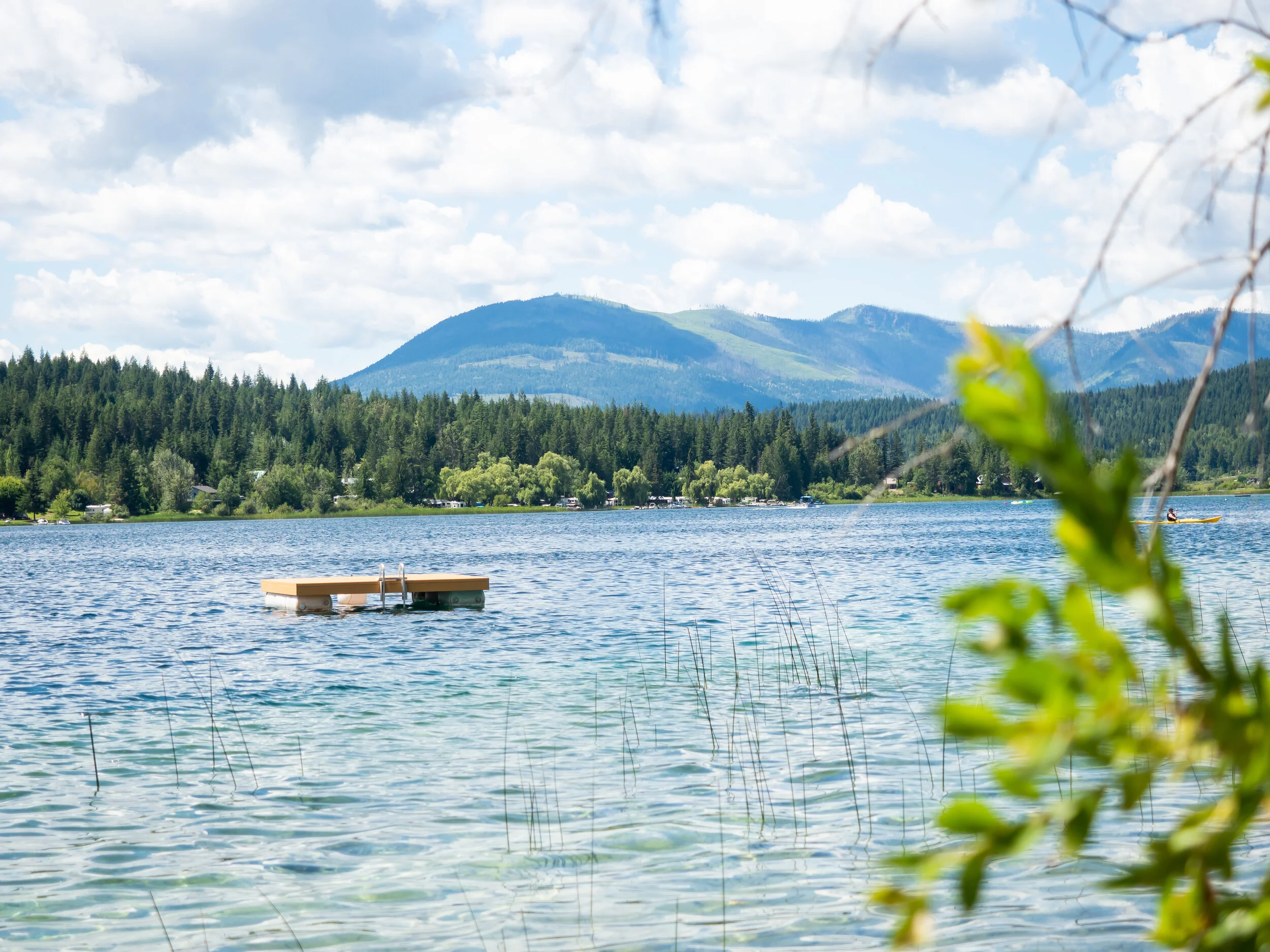 Shot through some plants with the floating dock and trees as the focus point.
