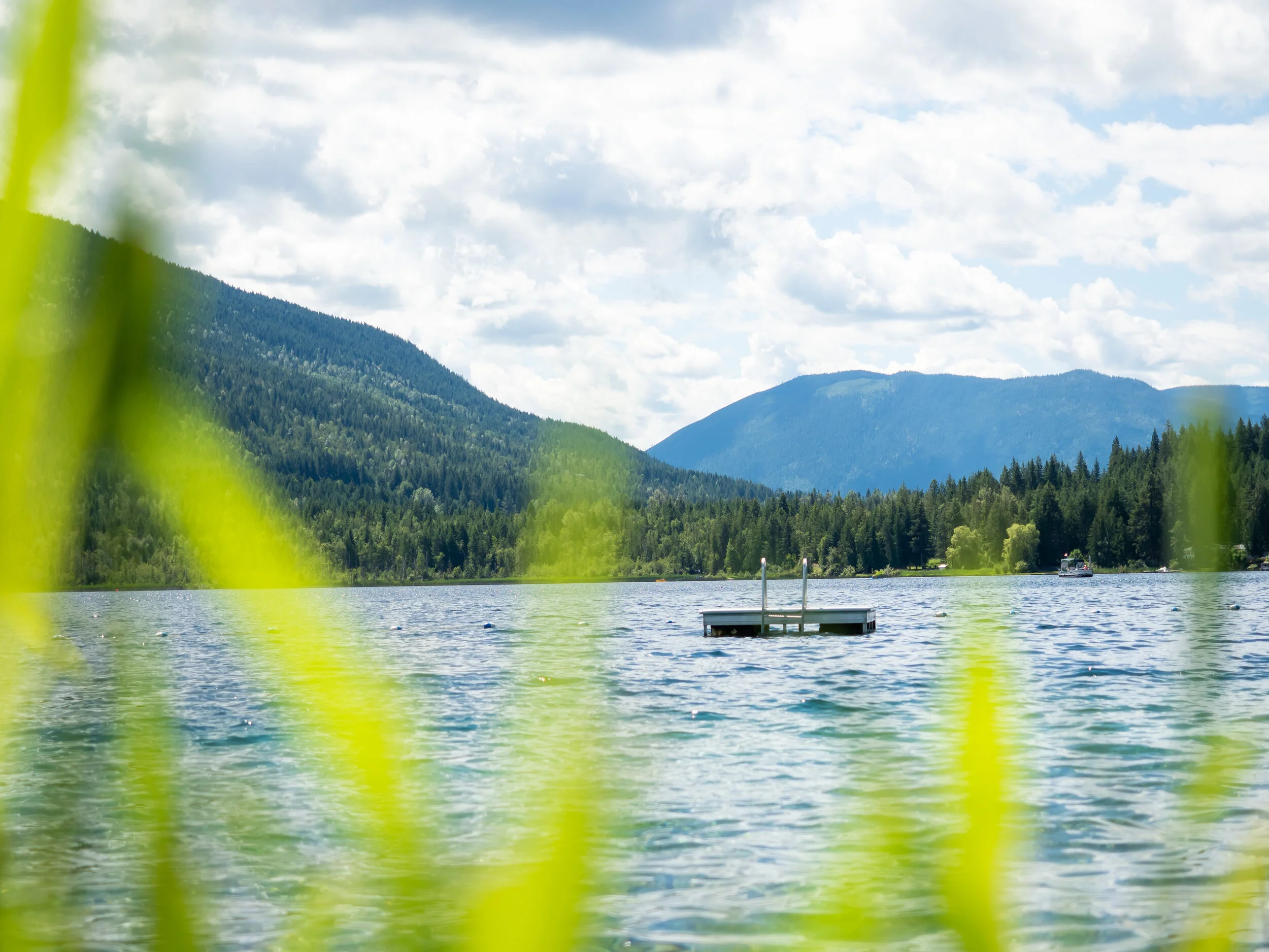Shot through some reeds with the floating dock and trees as the focus point.