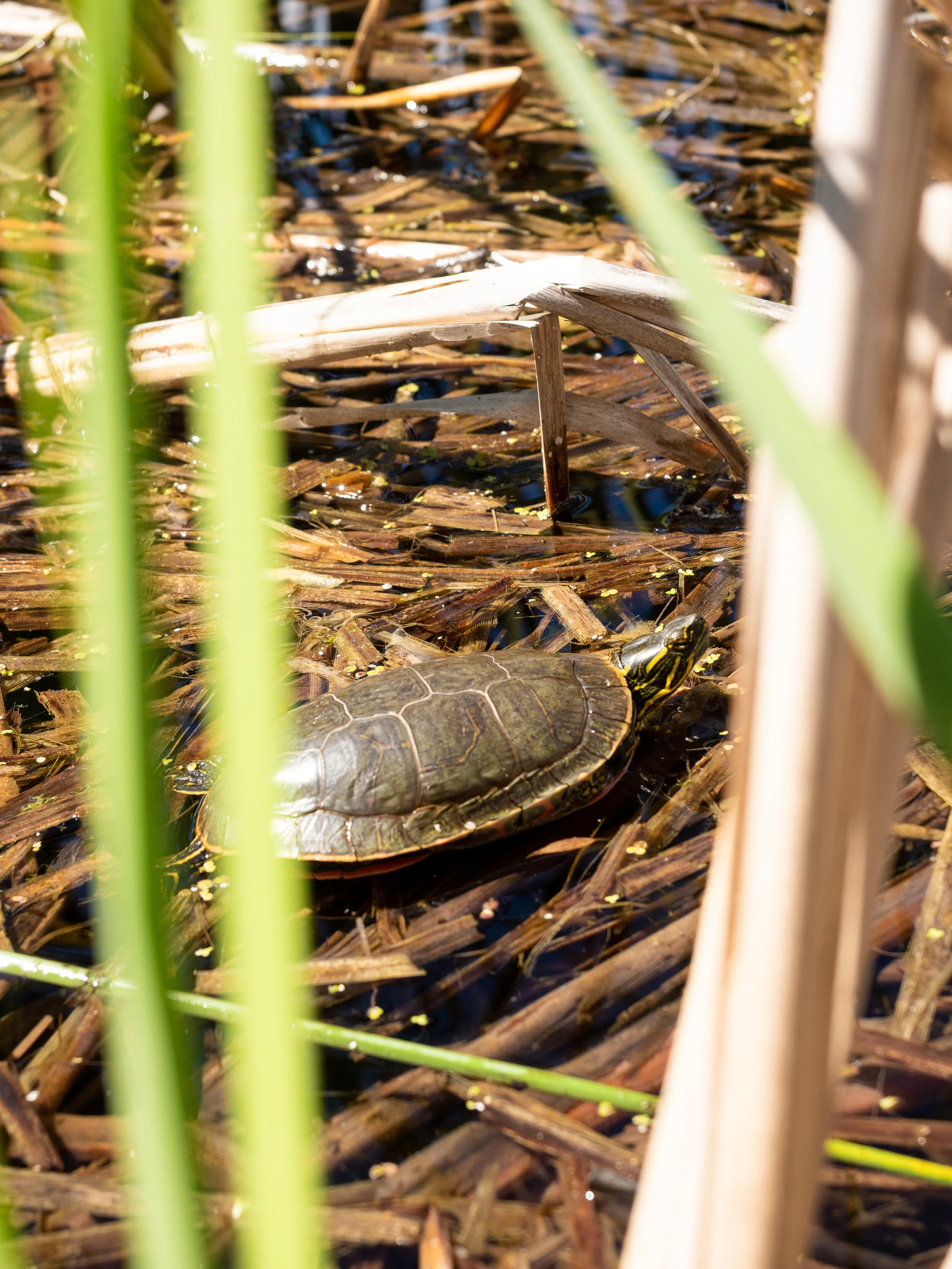 Shot through some reeds with the turtle as the focus point.