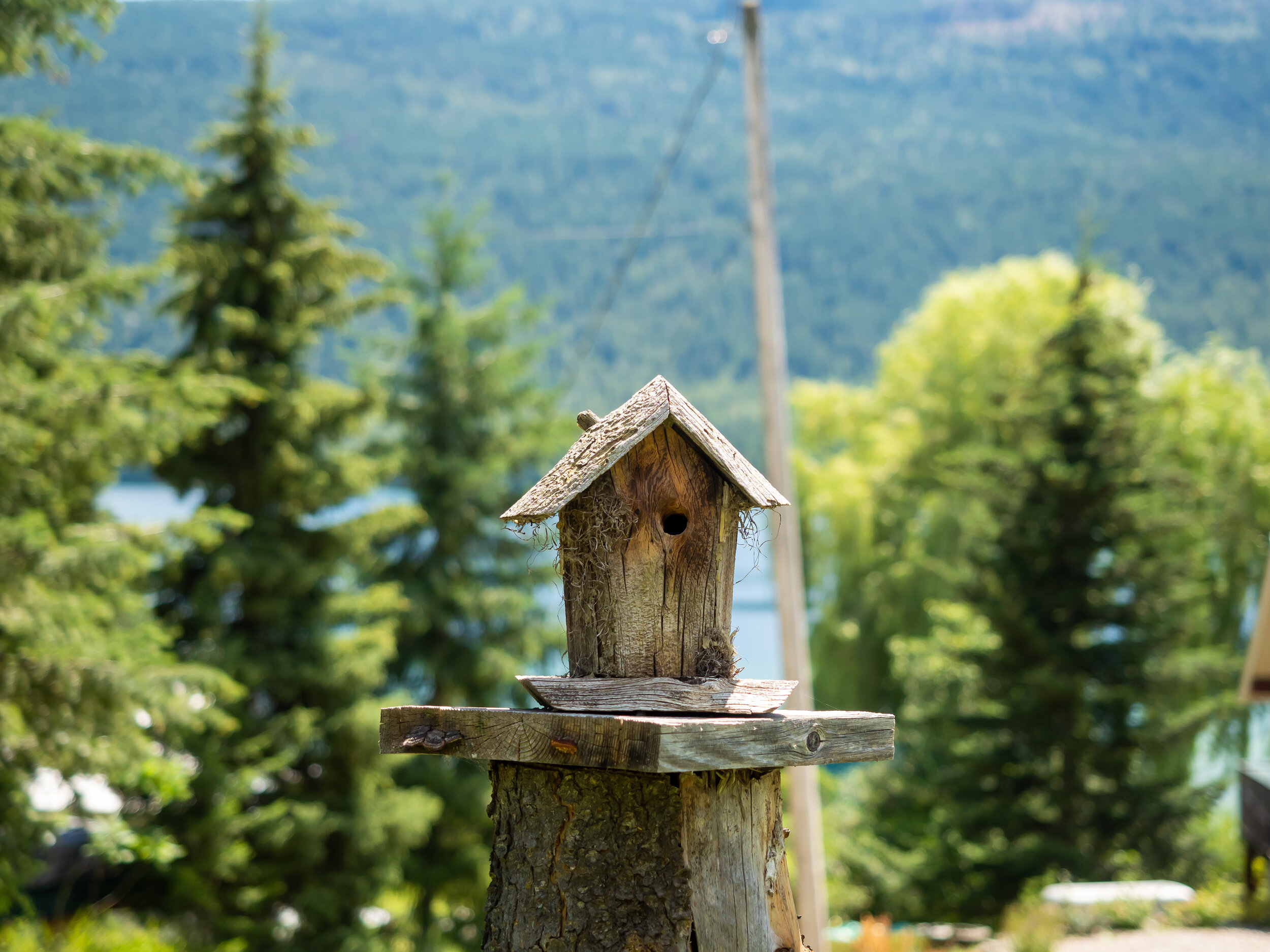 Cute bird house against the lake and trees.