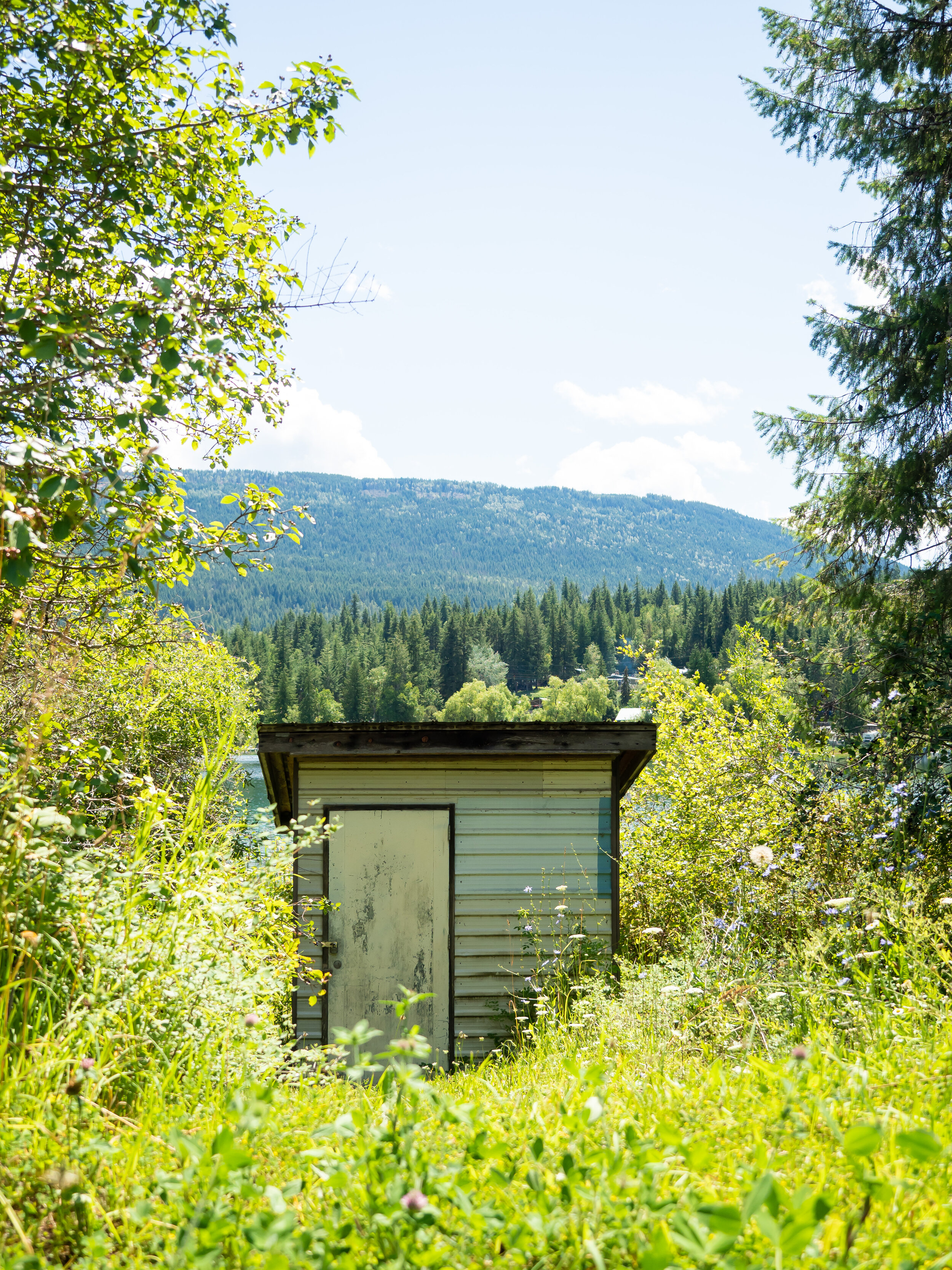 Wood and metal shack amidst a bed of greens