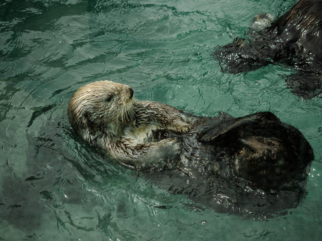sea otter at vancouver aquarium