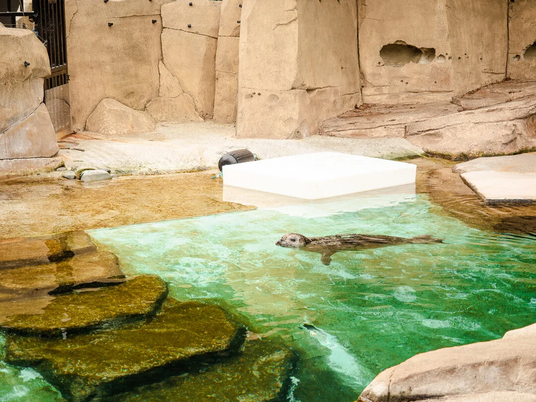seal at vancouver aquarium