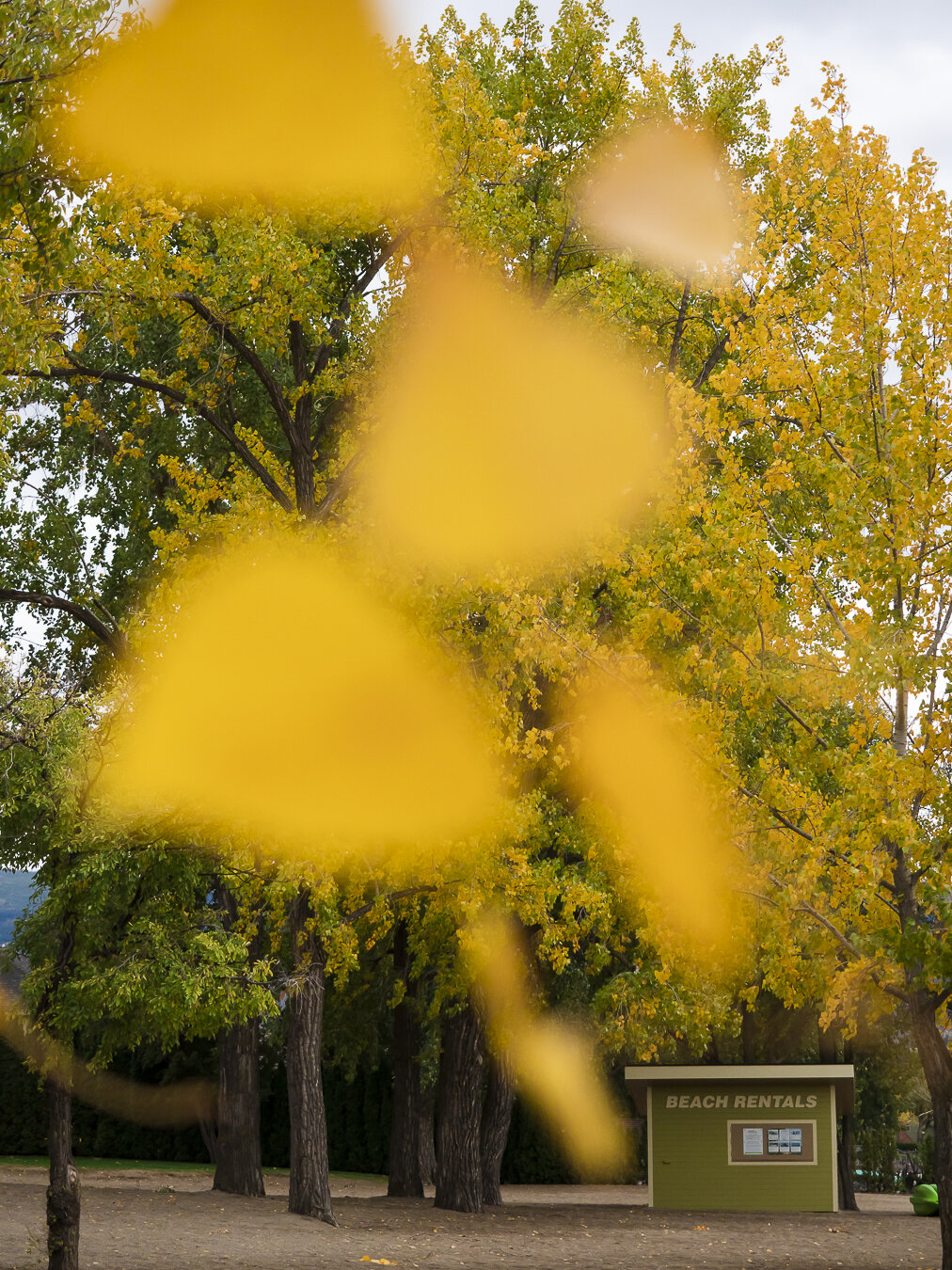 I took this photo at Gyro Beach in autumn. I wanted to focus on the juxtaposition of the beach hut against the autumn leaves.