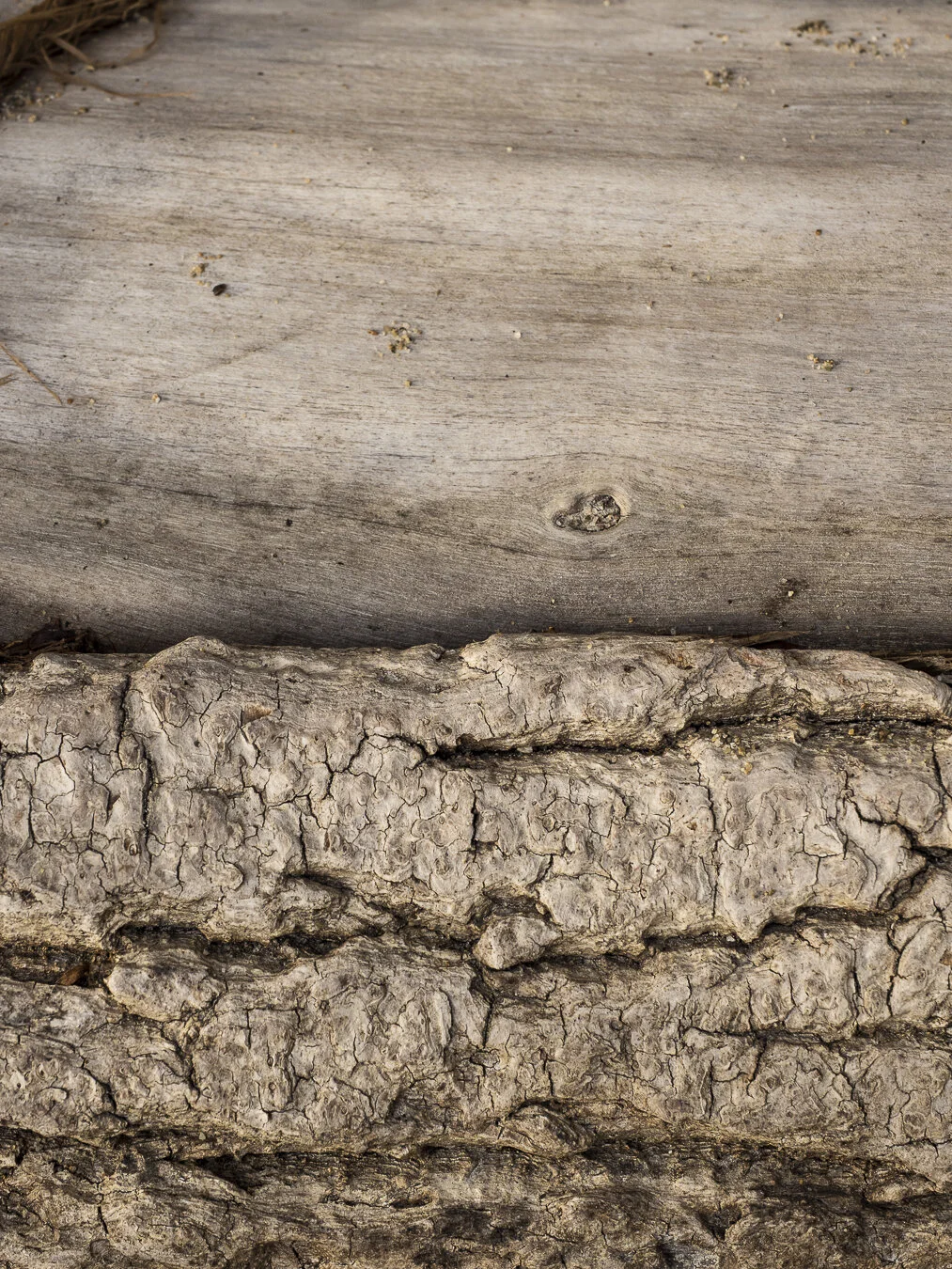 On the side of the beach was this fallen tree. It had rough wood texture on the bottom of the tree and smoothe texture on the top that was interesting.