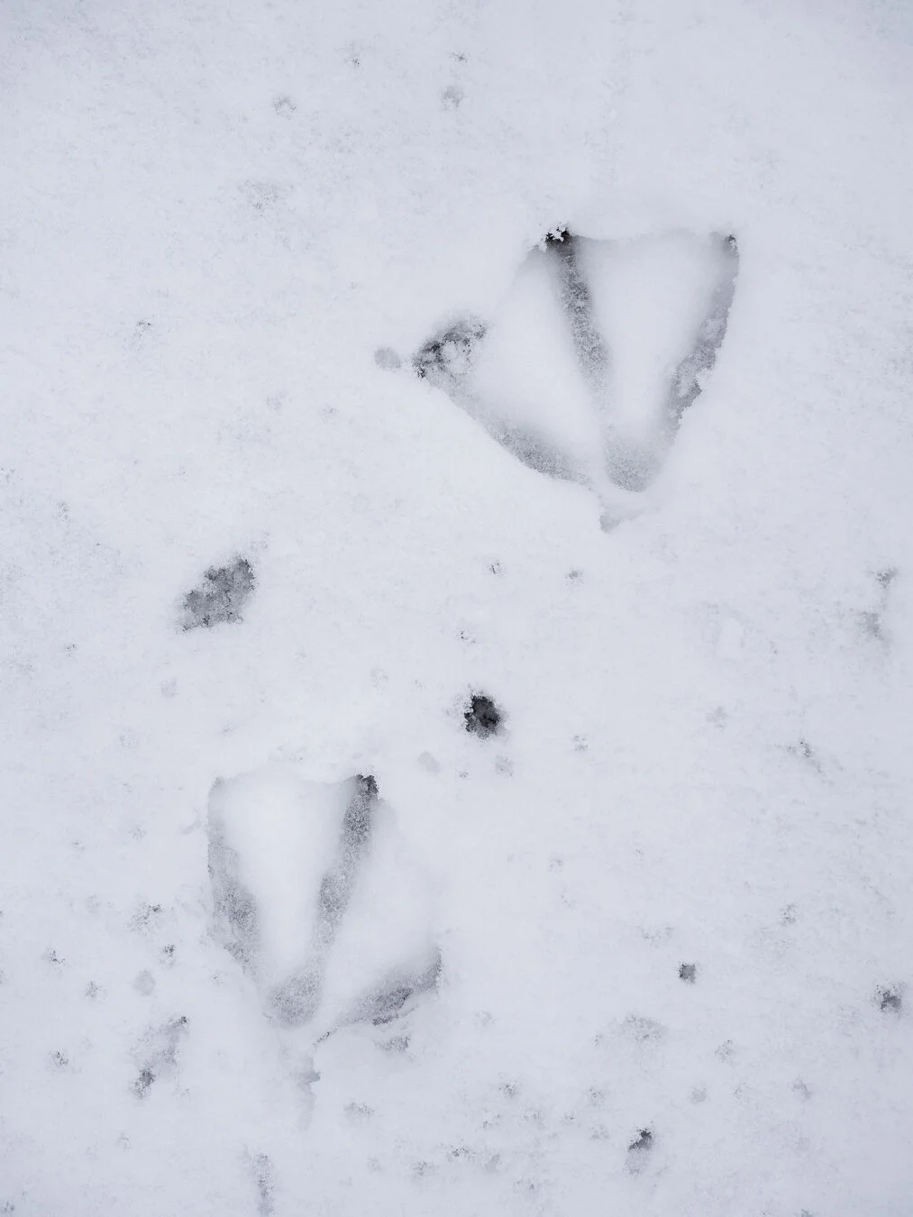 Due to the recent snowfall bird tracks could be found all over the beach.