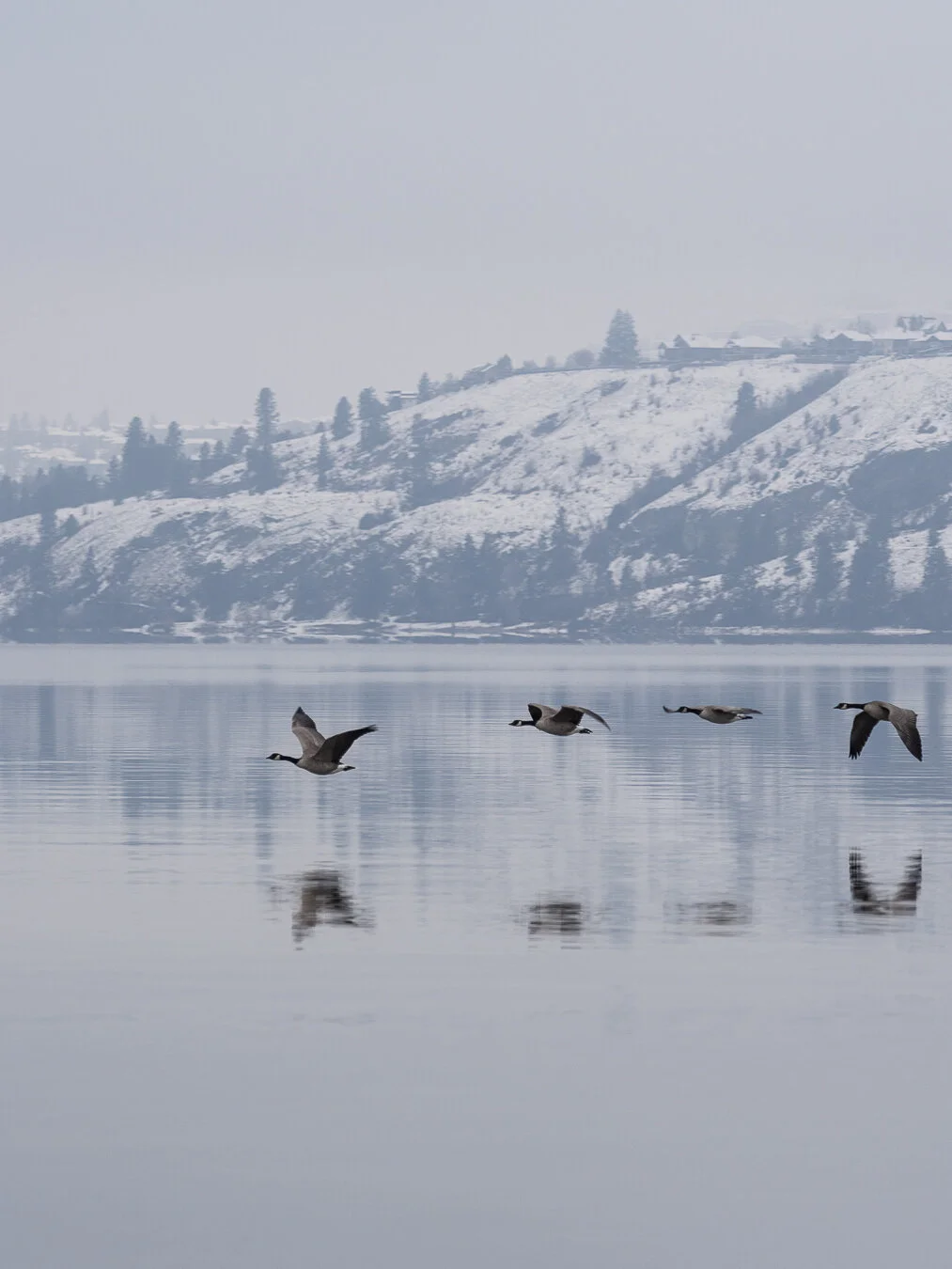 Every now and then you can hear geese in the distance.