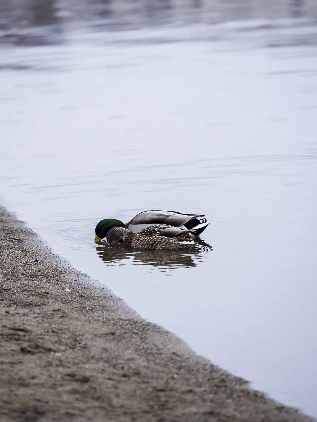 Ducks at Gyro Beach