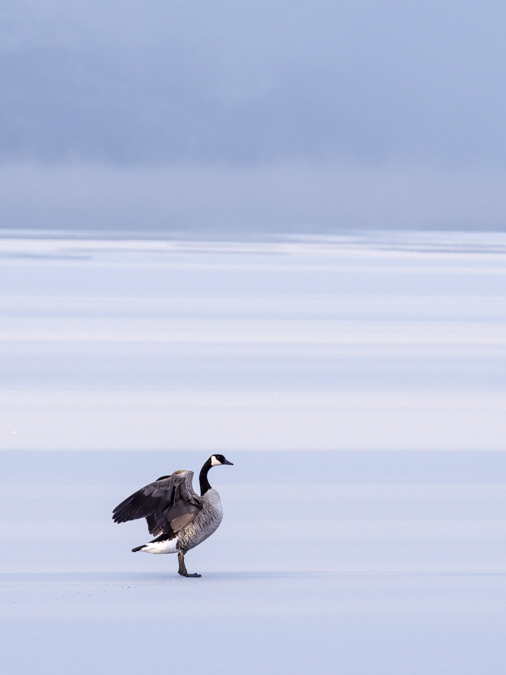 Final edited version of the Goose with some basic and refined edits done in Lightroom Classic to make the details and Goose pop.