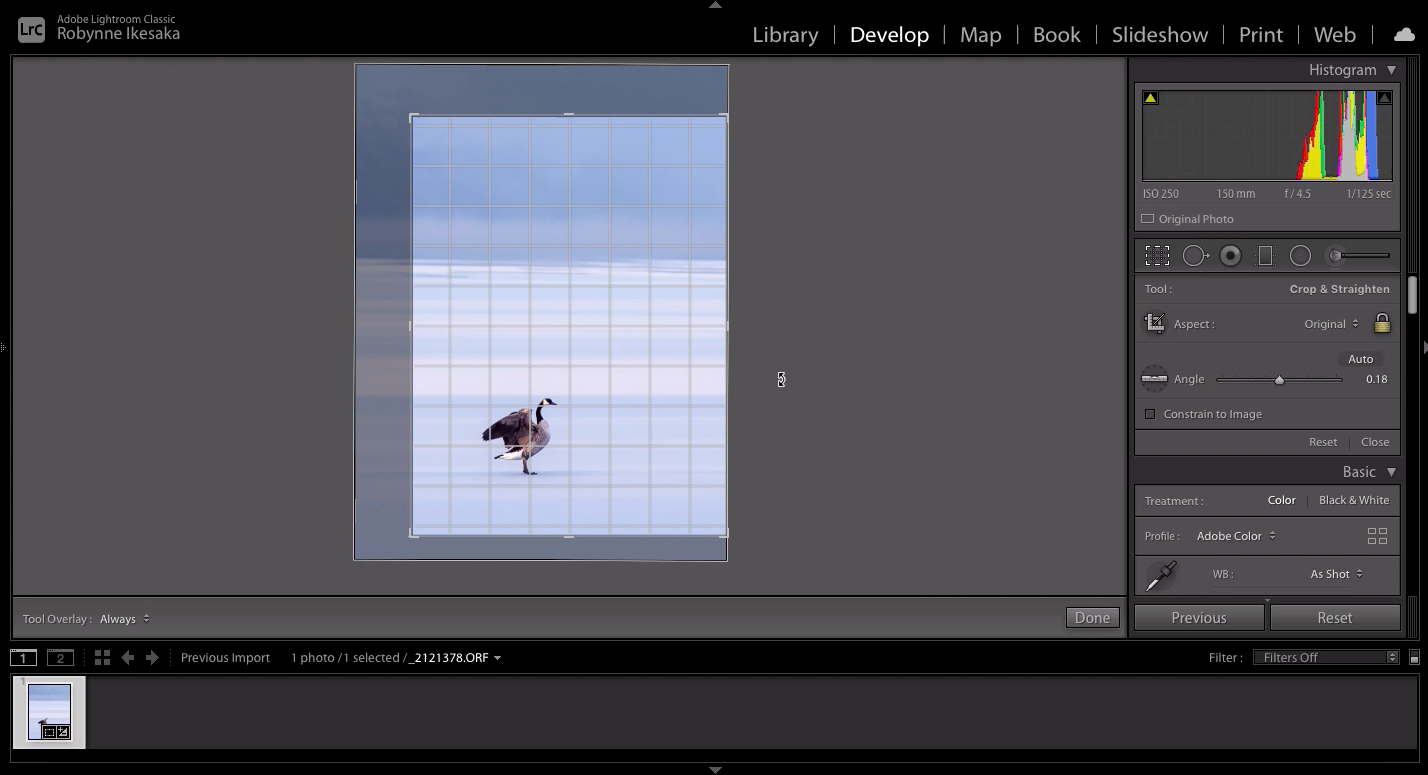 Rotary Beach Goose after Crop