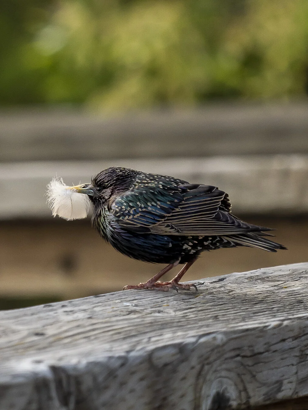european-starling-1
