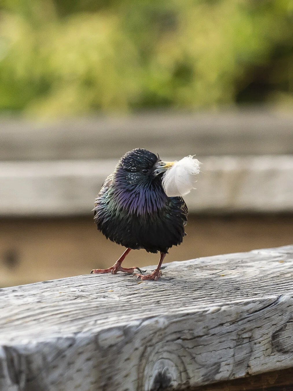 european-starling-2