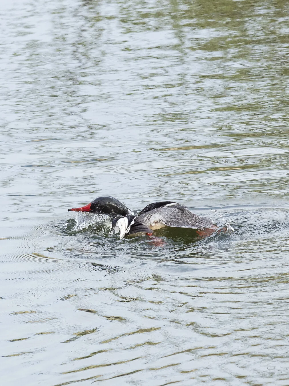 common-merganser