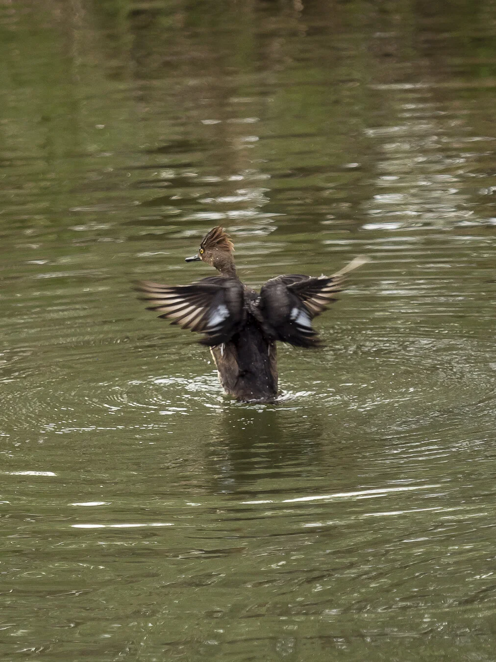hooded-merganser